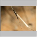 Gasteruption jaculator - Gichtwespe w01g 15mm - OS-Insektenhotel det.jpg